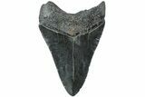 Serrated, Fossil Megalodon Tooth - South Carolina #203127-1